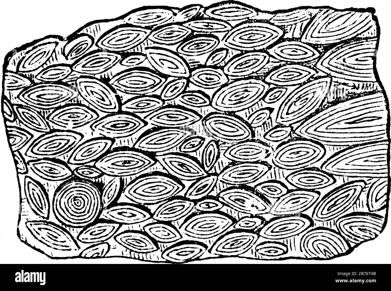 Limestone fossils Stock Vector Images Alamy