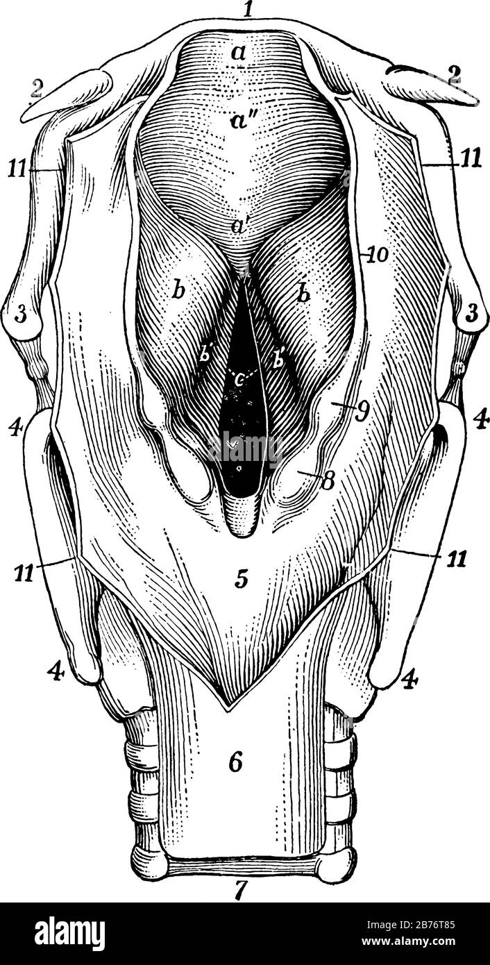 The larynx viewed from its pharyngeal opening. The back wall of the pharynx has been divided and its edges turned aside, their upper edges, marking th Stock Vector