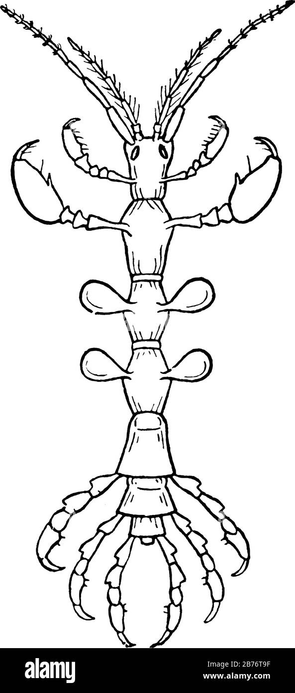 The two anterior thoracic segments fused to the head; abdomen without appendages; the fourth and fifth thoracic segments bear respiratory plates, vint Stock Vector
