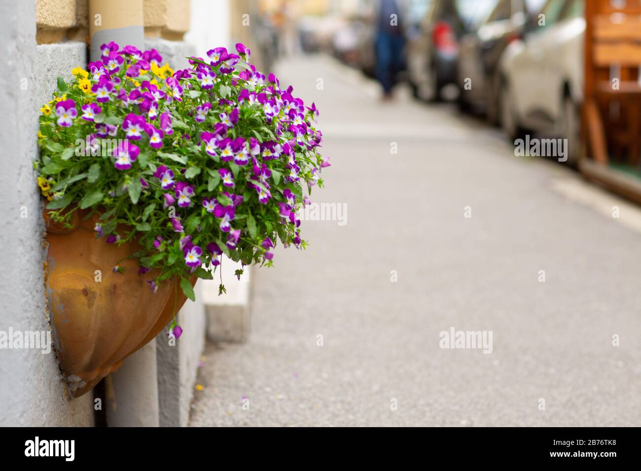 Colorful purple pansies flowers on a city street. Blooming violet and yellow Petunia in a hanging retro planter, ceramic pot on the street. Floral lan Stock Photo