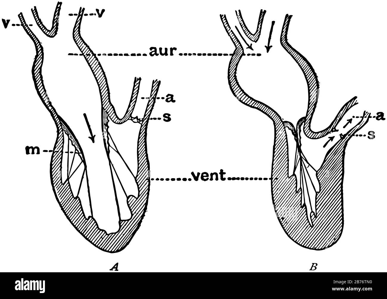 This diagram represents the Pumping of the Heart, vintage line drawing or engraving illustration. Stock Vector
