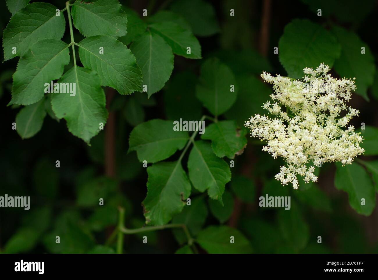 Elderberry, Sambucus canadensis outdoors green bush, shrub with white small flowers good for bees natural background. Sustainable flora concept Stock Photo