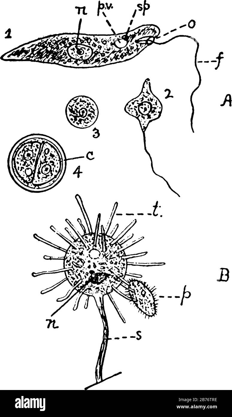 Represents, A, Euglena viridis, a flagellate Infusorian. I, typical swimming condition; 2, somewhat contracted; 3, spherical resting condition; and ot Stock Vector