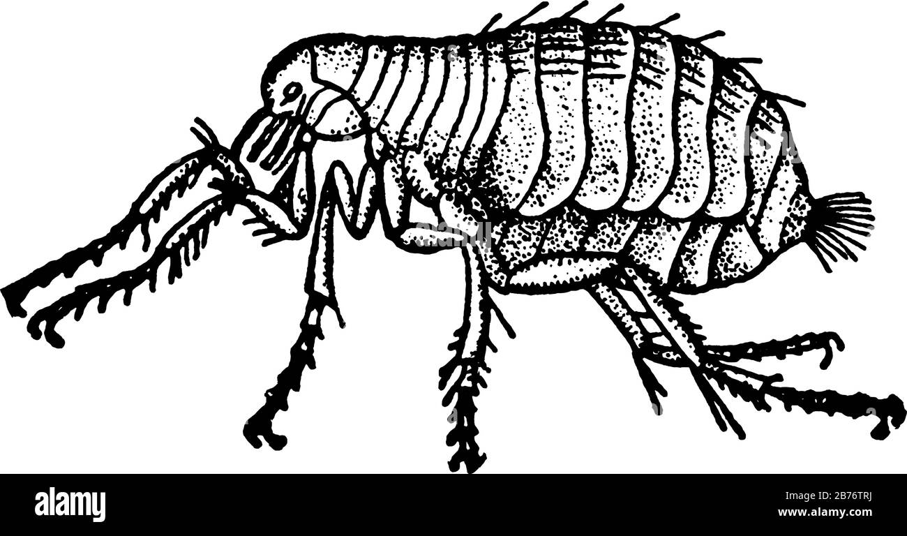 A magnified image of a flea, lack wings, usually brown, and have strong claws and bodies that enable them to move through their host's fur or feathers Stock Vector