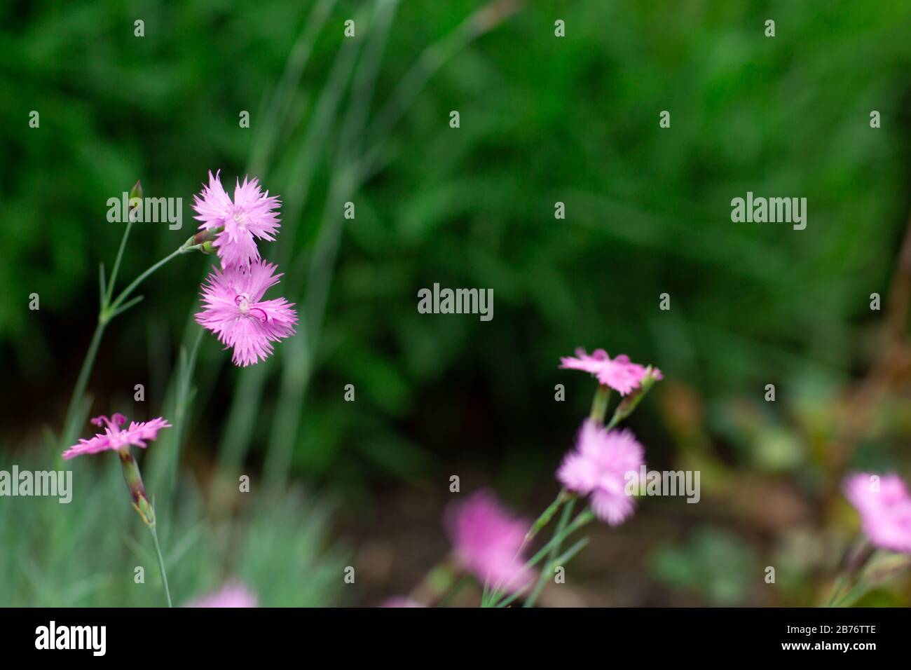 Dianthus chinensis flower backgrounds bloom at spring in the garden. Pink purple carnation flowers in the garden. Cheddar Pink Plants, Dianthus Gratia Stock Photo