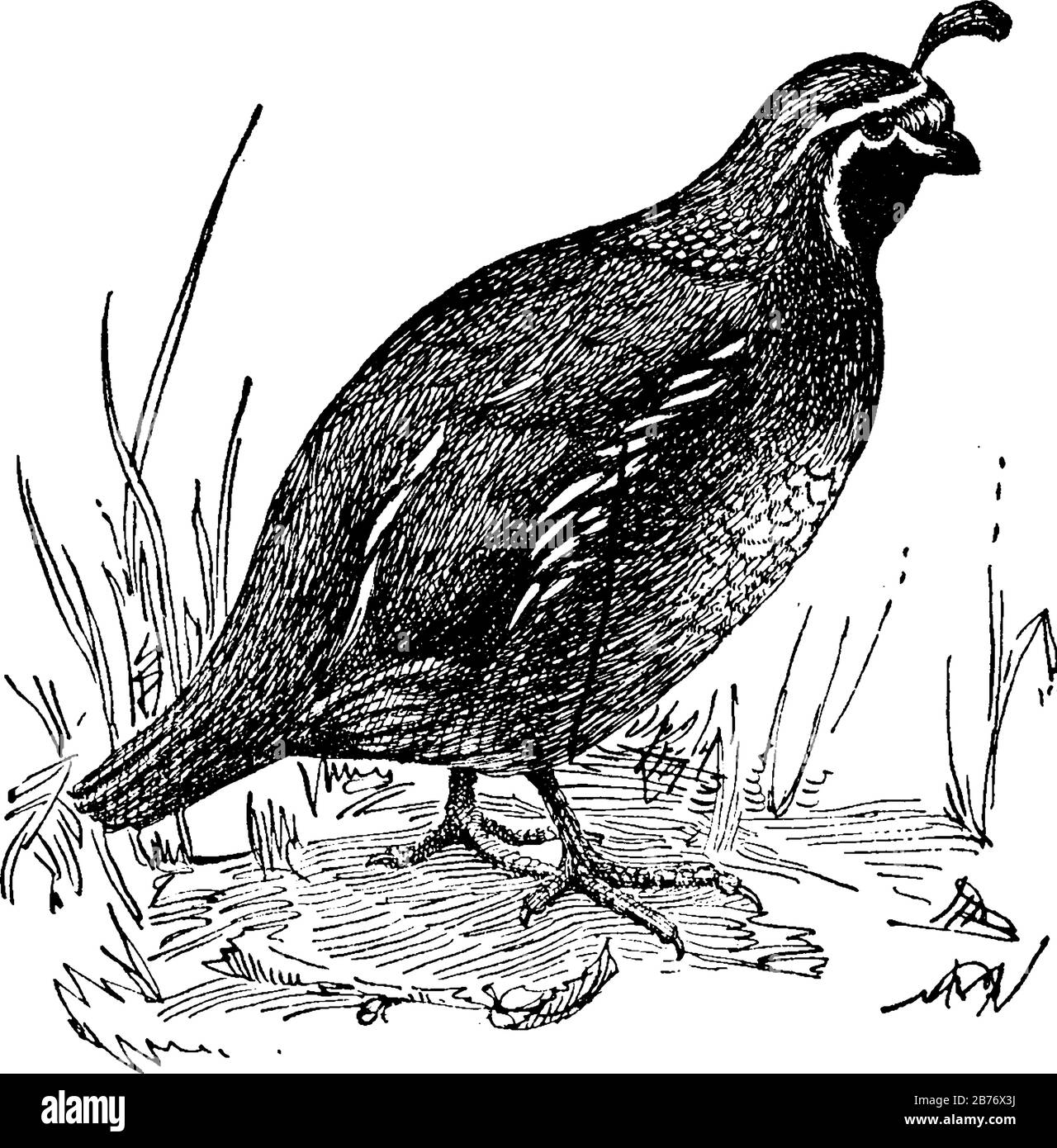 A small game bird found mostly in America. It shows three images of quail american birds in it, vintage line drawing or engraving Stock Vector