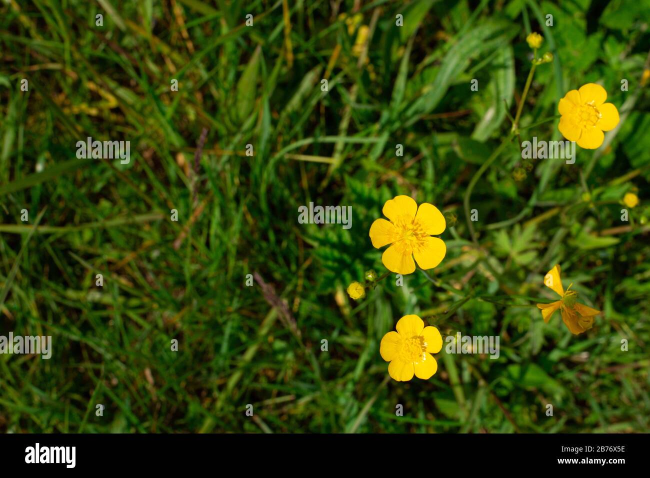 Common buttercup or Ranunculus acris. Yellow small flowers with five, 5