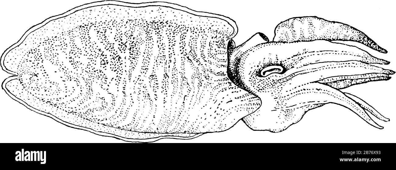 The side view of Sepia officinalis, or the common cuttlefish. They are marine molluscs of the order Sepiida and feed on crabs, shrimp, fish, etc., vin Stock Vector
