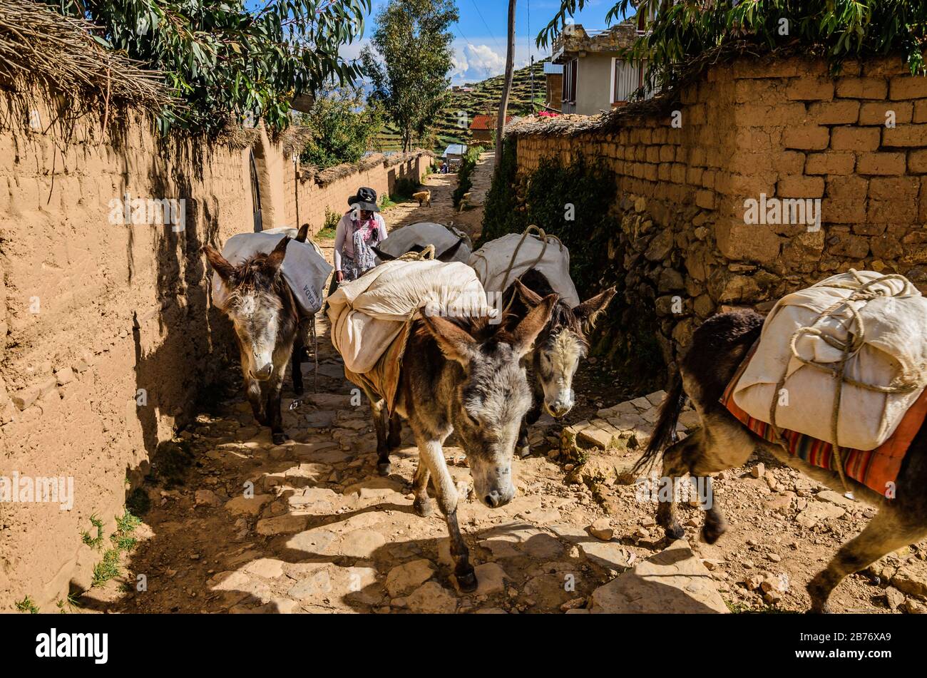 Bolivian woman hauling cargo donkeys on the Isla del Sol Stock Photo