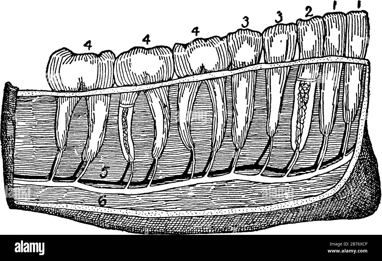 Image of teeth in a human jaw. 1, incisors; 2, canine; 3, bicuspids; 4, molars (the molar at the left is the wisdom tooth); 5, a blood vessel; 6, a ne Stock Vector