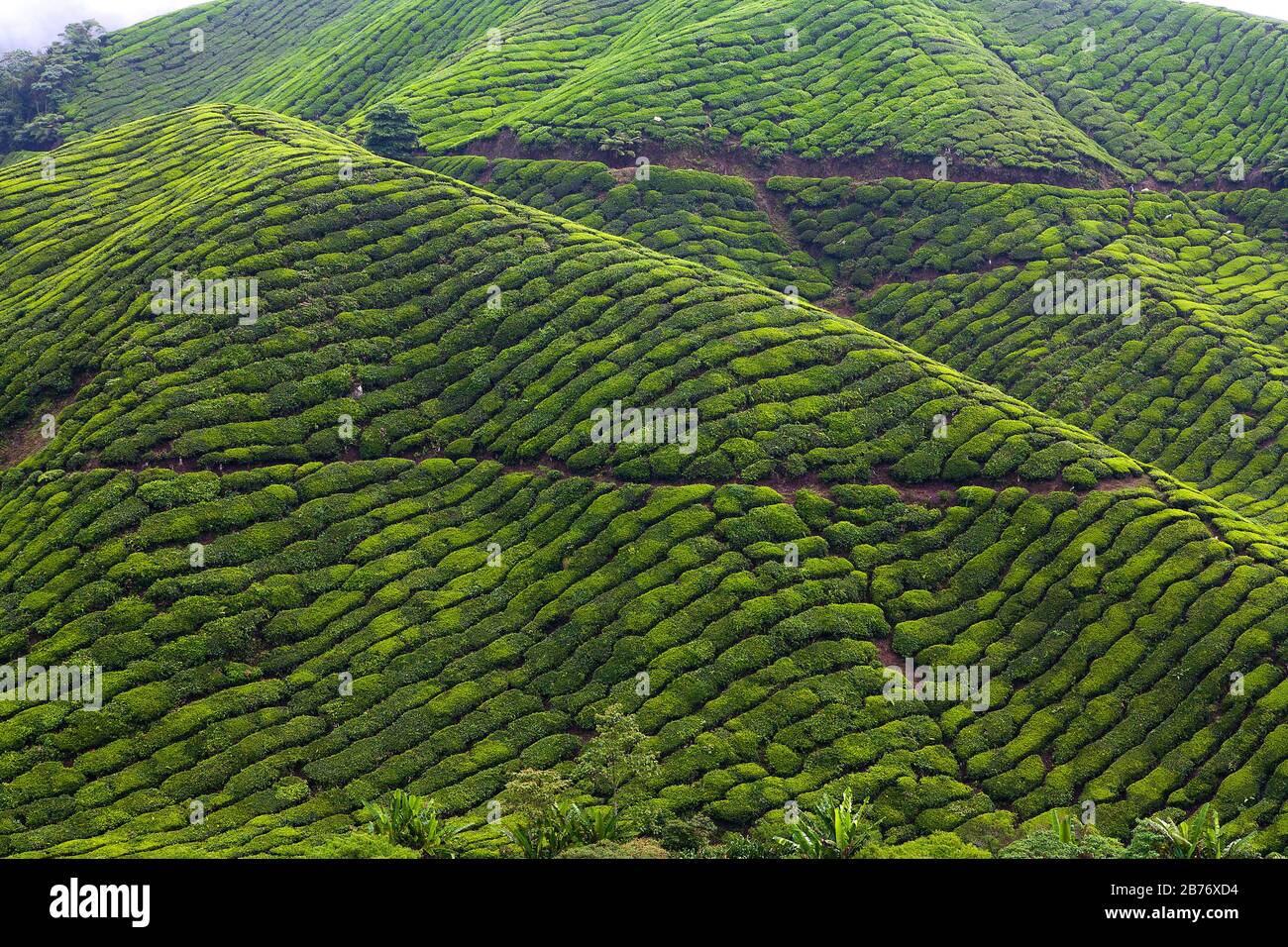 Boh Tea Plantation view from high place, scenery of landscape at ...
