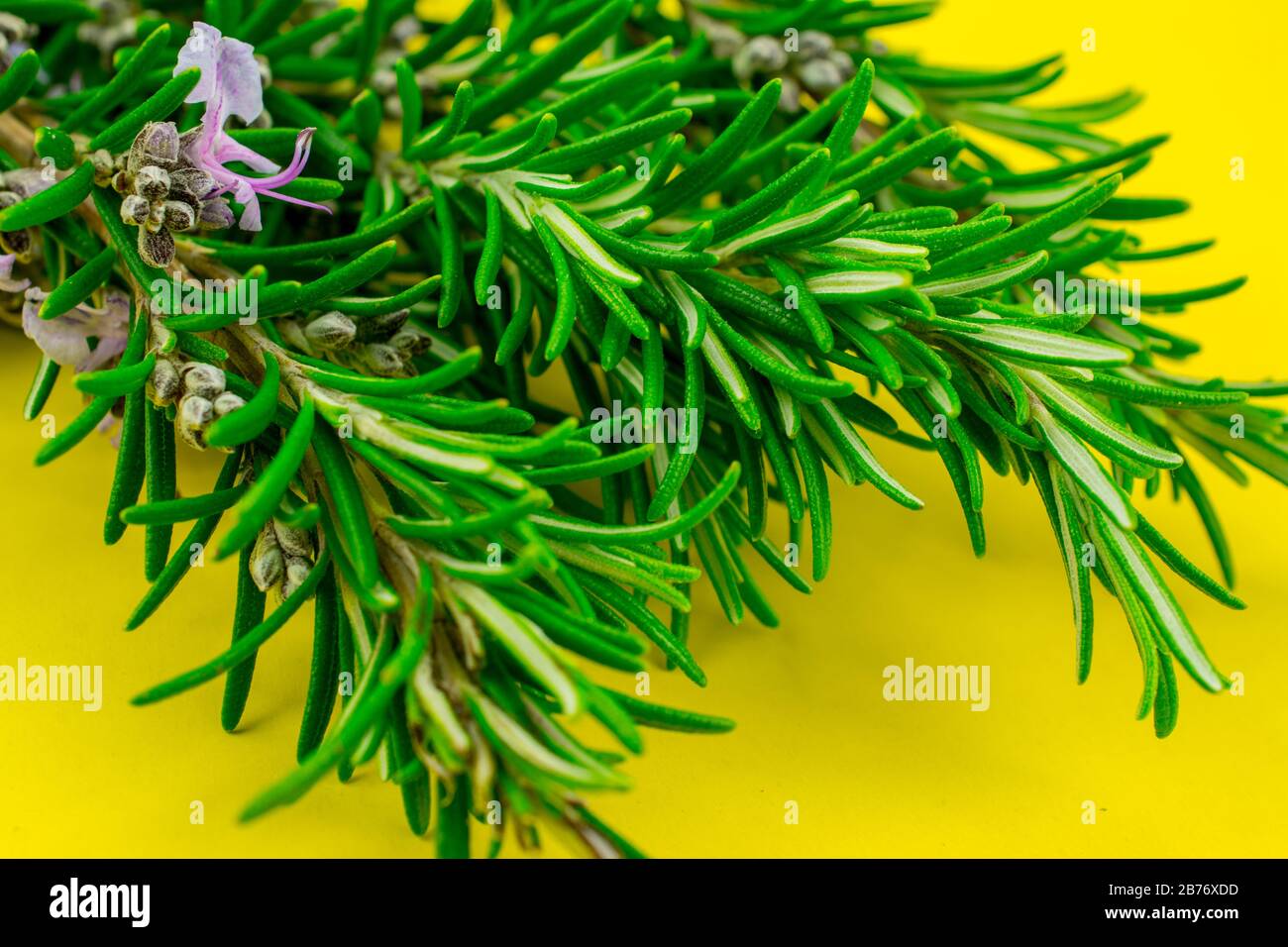 rosemary with purple flowers Stock Photo Alamy