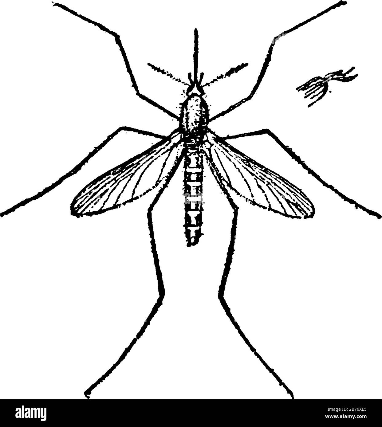 Adult harmless mosquito with a skinny, segmented body, a pair of wings, three pairs of long hair-like legs, feathery antennae, and elongated mouthpart Stock Vector