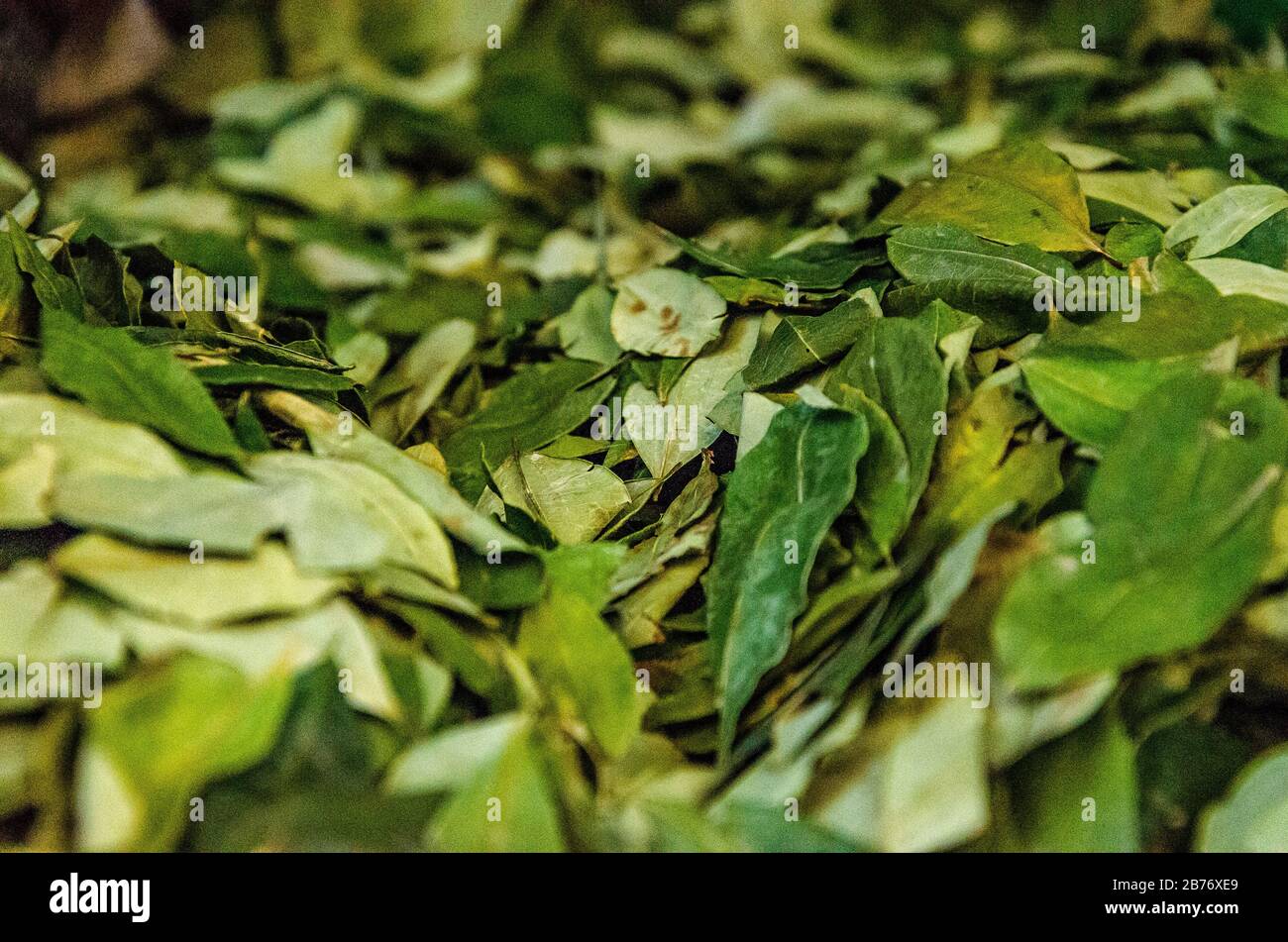 Dry coca leaves for sale Stock Photo Alamy
