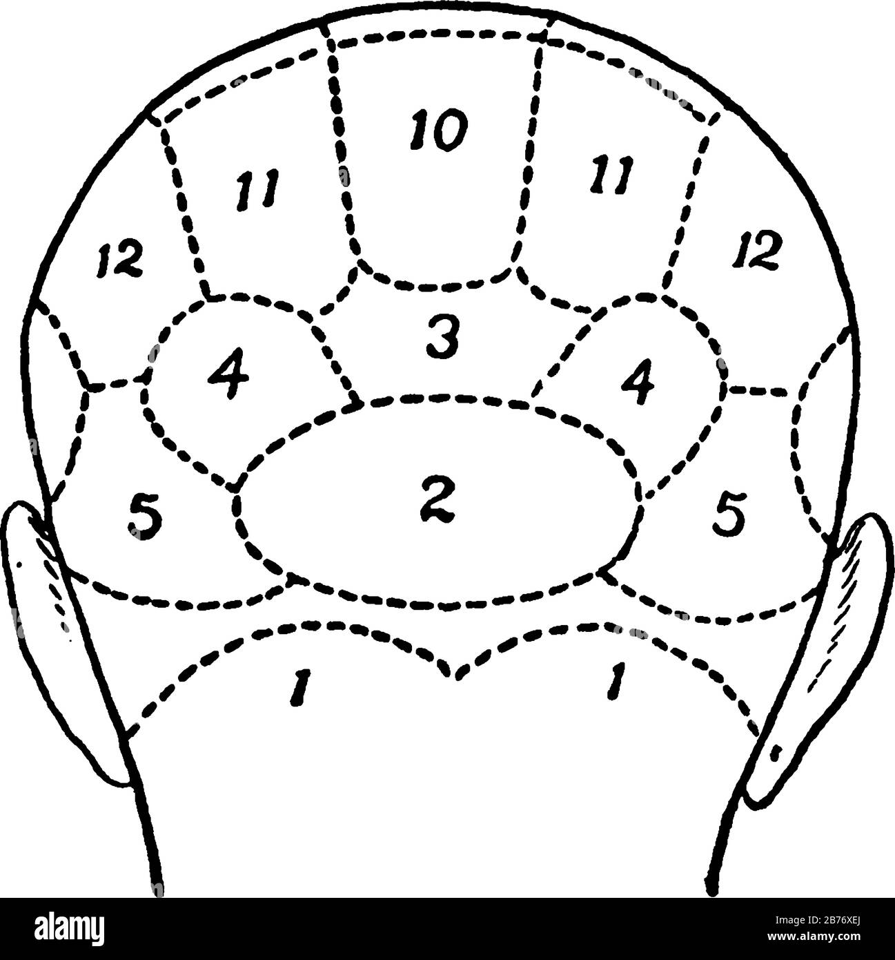 Phrenology Is A Psychological Theory That The Shape And Bumps On A Person'S  Head Can Tell What Mental Powers And Sentiments The Person Uses The Most  Stock Vector Image & Art -