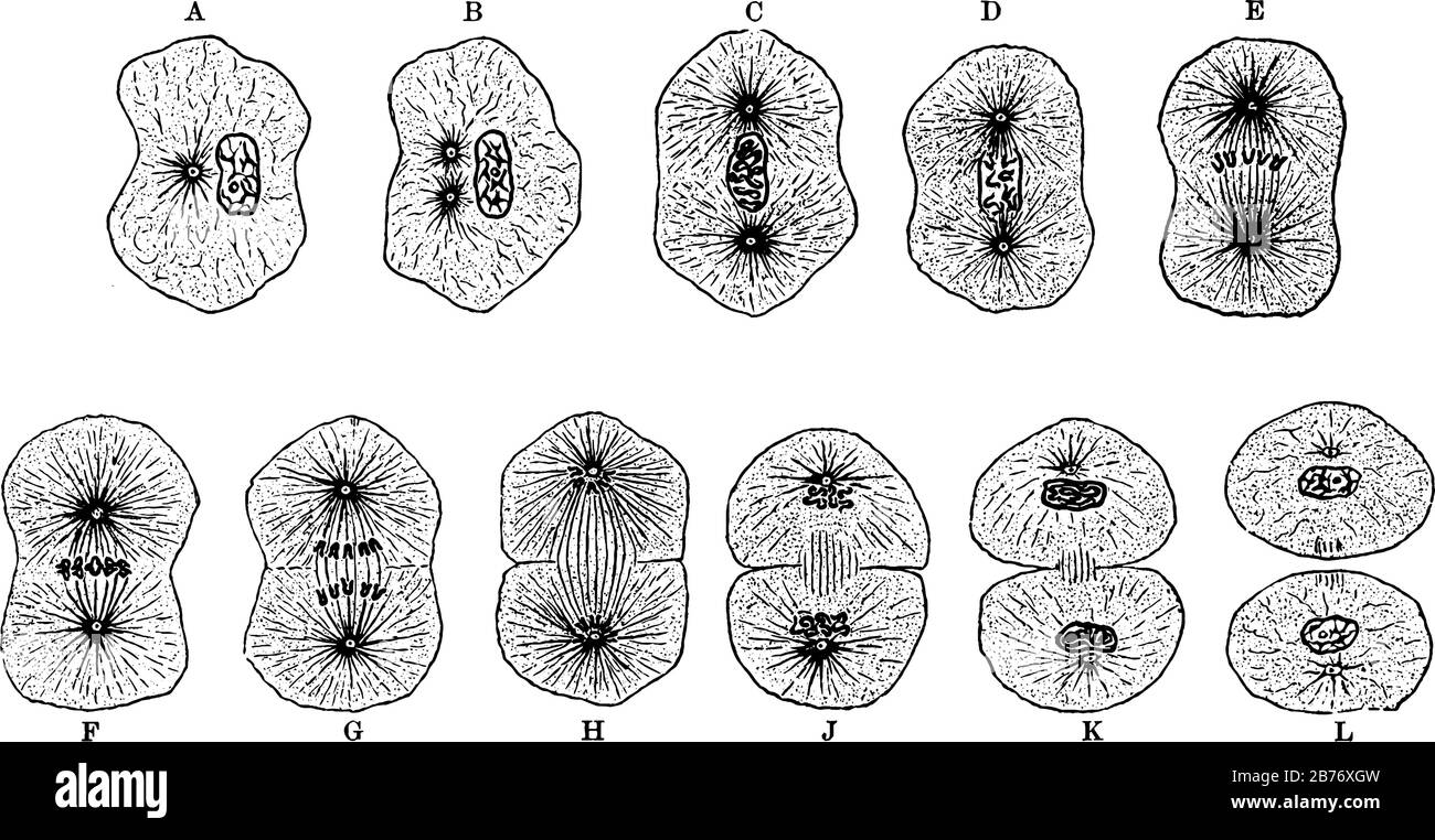 絵画 cell division Cell division cycles. Historical drawings by Walther