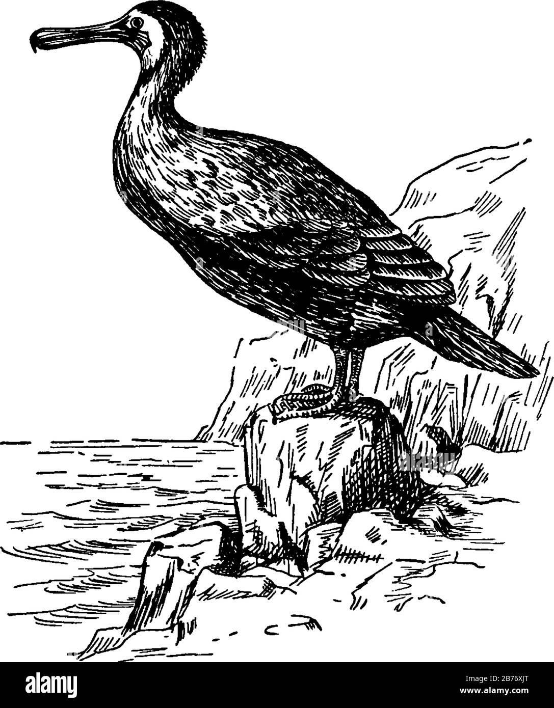 The double-crested cormorant, a diving sea bird and the bill is long, sharply hooked, dark plumage and their feet have webbing between all four toes, Stock Vector