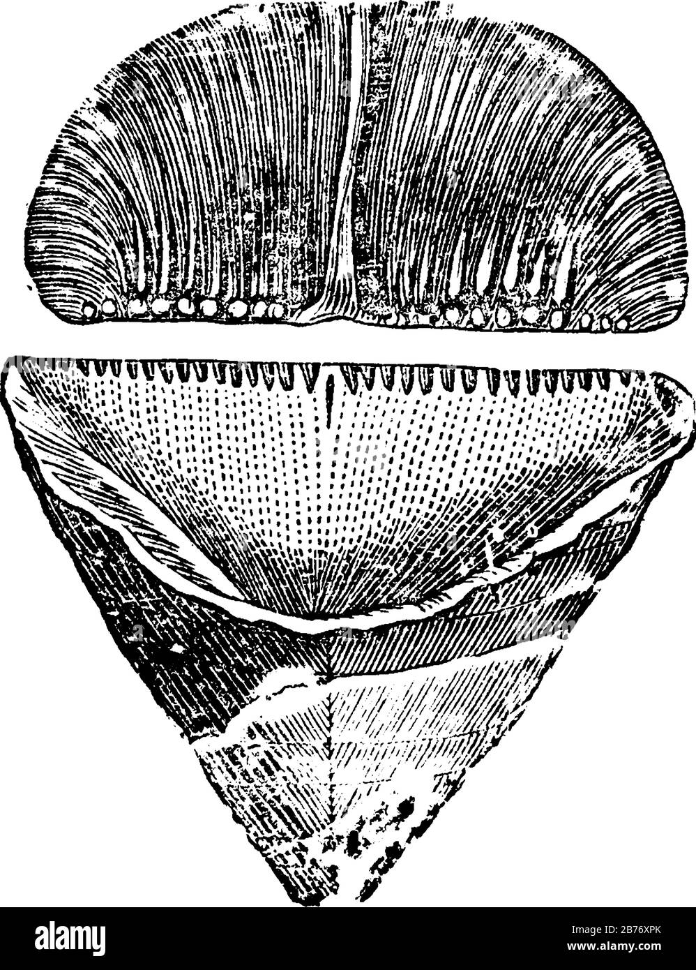 An anthozoan coral, barrel shape is produced and its soft parts generate the lid that leads to the generation of septa on the lid between the mesenter Stock Vector