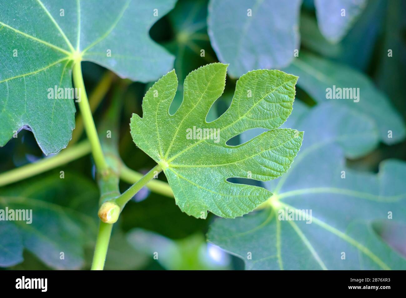Small potted tree close hi res stock photography and images Alamy