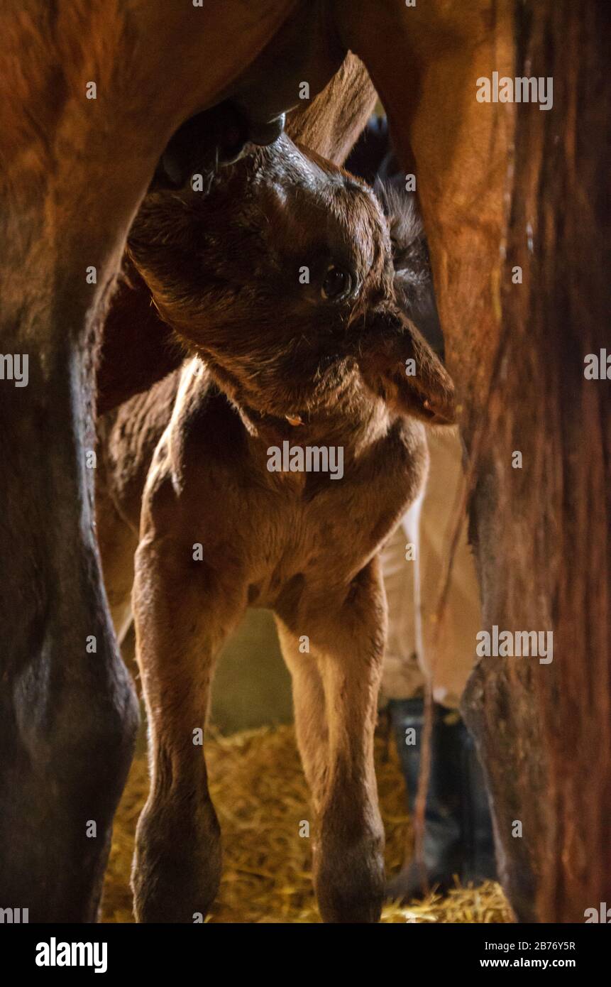 Close up of a young brown just born horse sucking mother tit Stock Photo -  Alamy