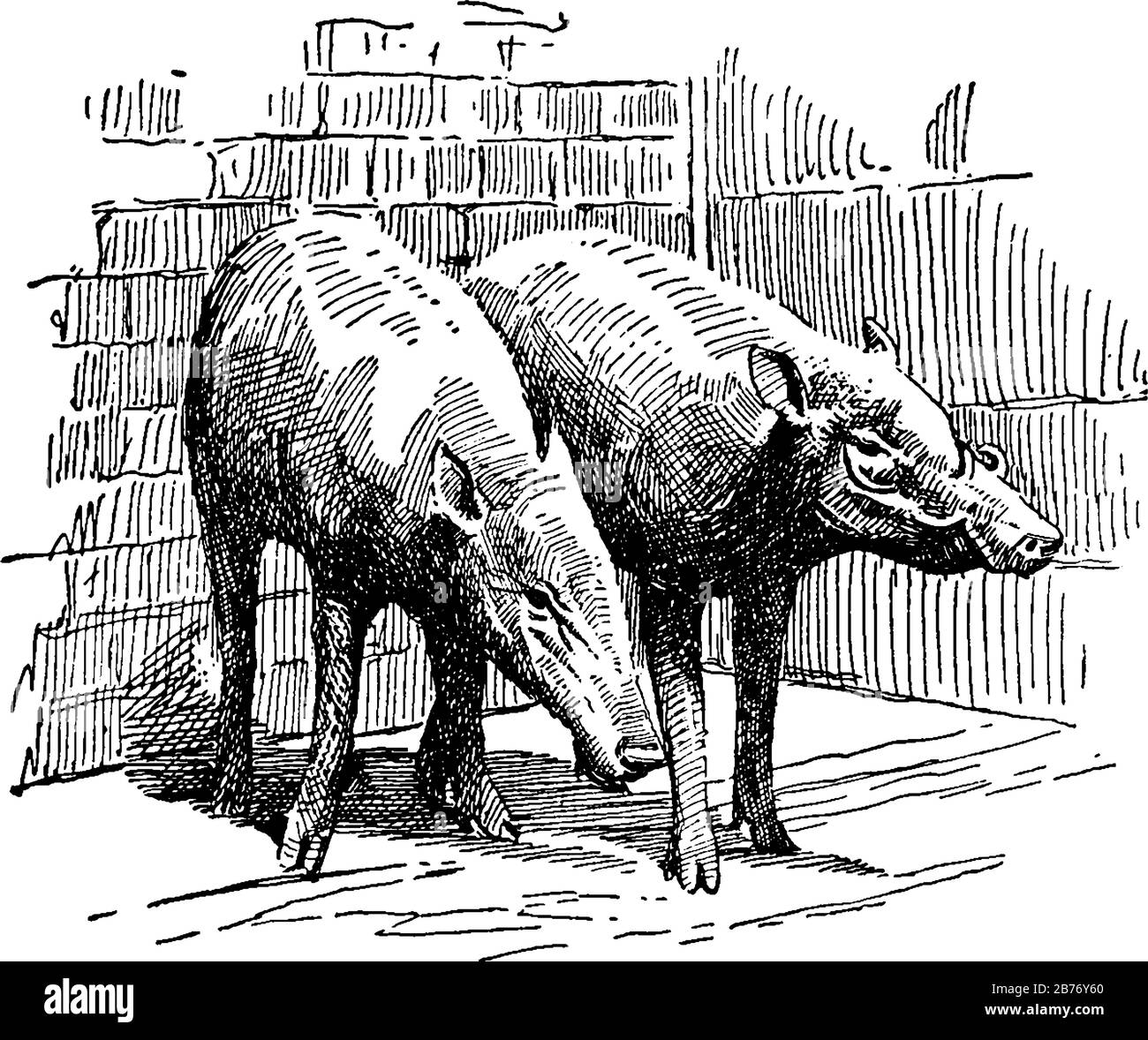 A pig-like animal with long tusks that grow upward, jaws and teeth are strong enough to crack any kind of nuts and lack the rostral bone in their nose Stock Vector