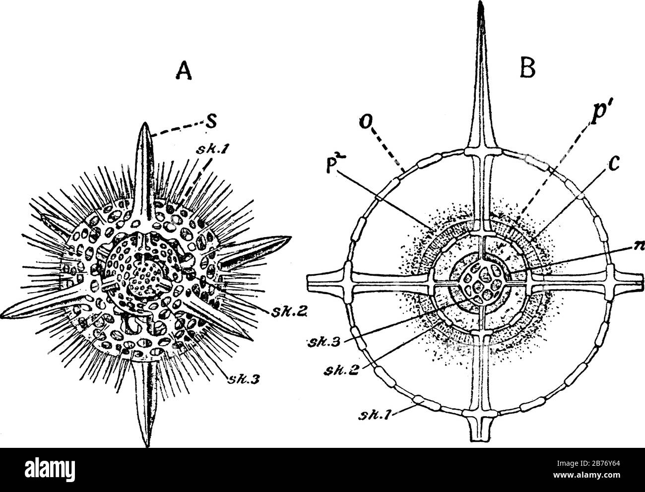 Radiolarian Slide Labeled