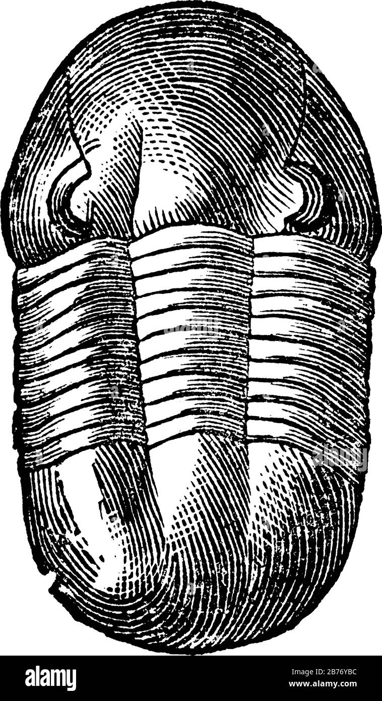Trilobite (Illaenus crassicauda), with a semi-circular head, free cheeks ending with a long, narrow and recurved spine, from the Silurian rocks, vinta Stock Vector