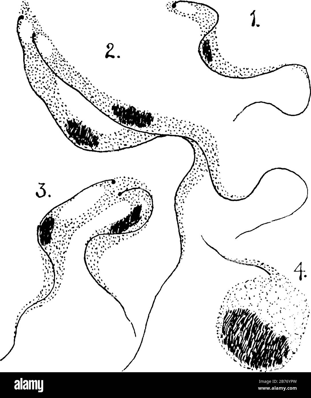 Labels: 1. Trypanosoma gambiense, showing nucleus, blepharoplast, and flagellum. 2 and 3. Individuals undergoing longitudinal fission; and other, vint Stock Vector