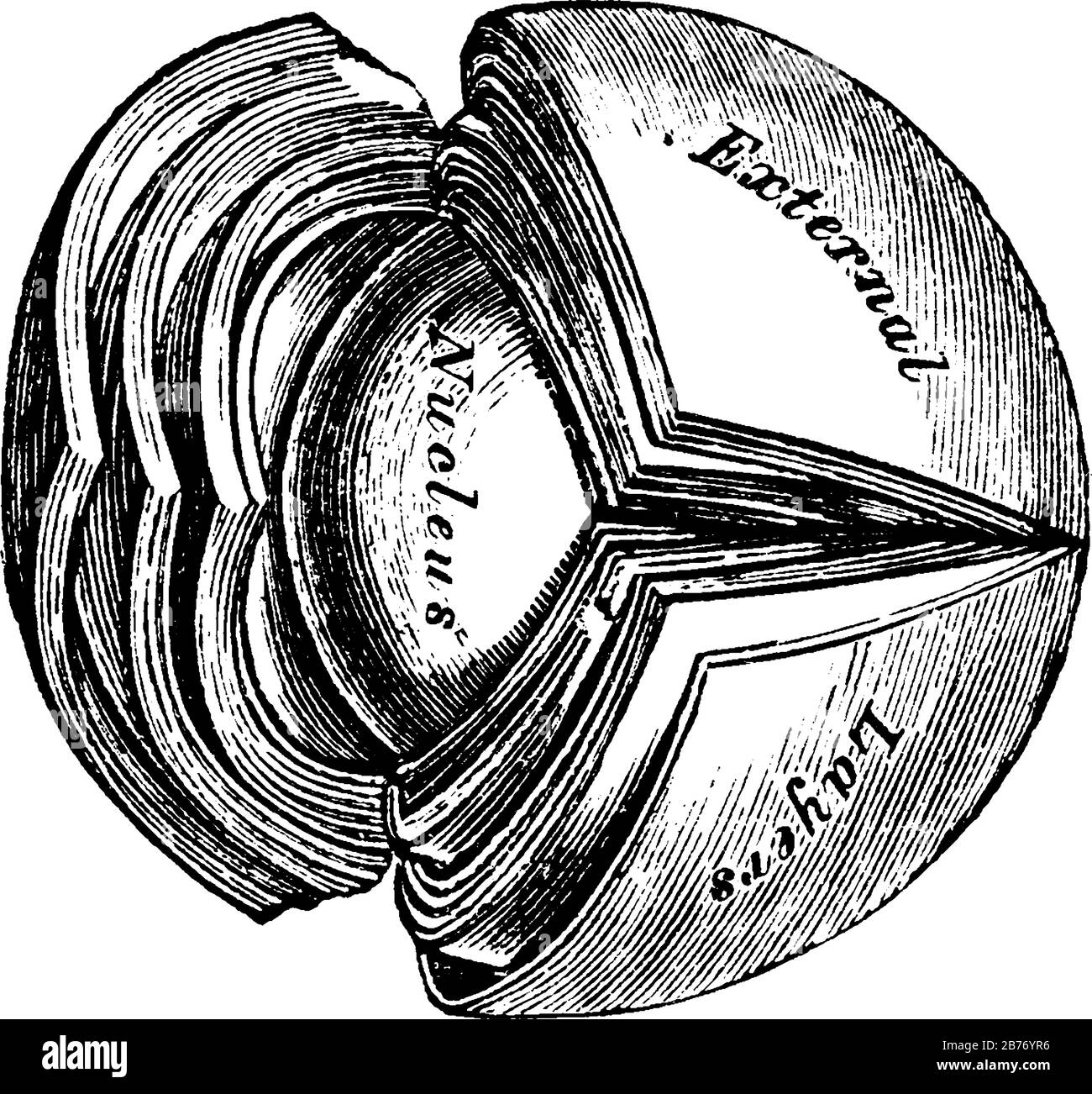 The crystalline lens is the natural lens that humans are born with located in the anterior portion of the eye, behind the iris, vintage line drawing o Stock Vector