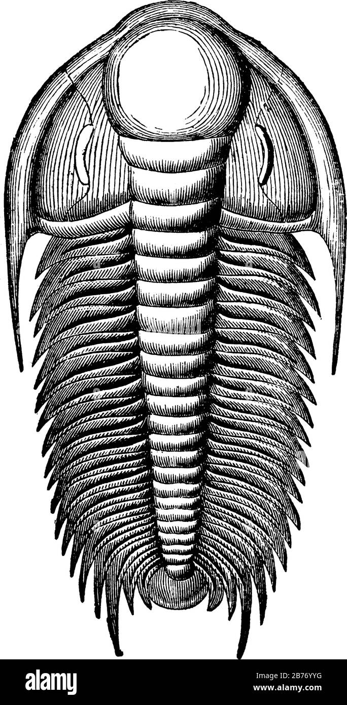 The trilobite was an early animal on earth during the Primordial Period, Showing three different size of images in trilobite track in it, vintage line Stock Vector