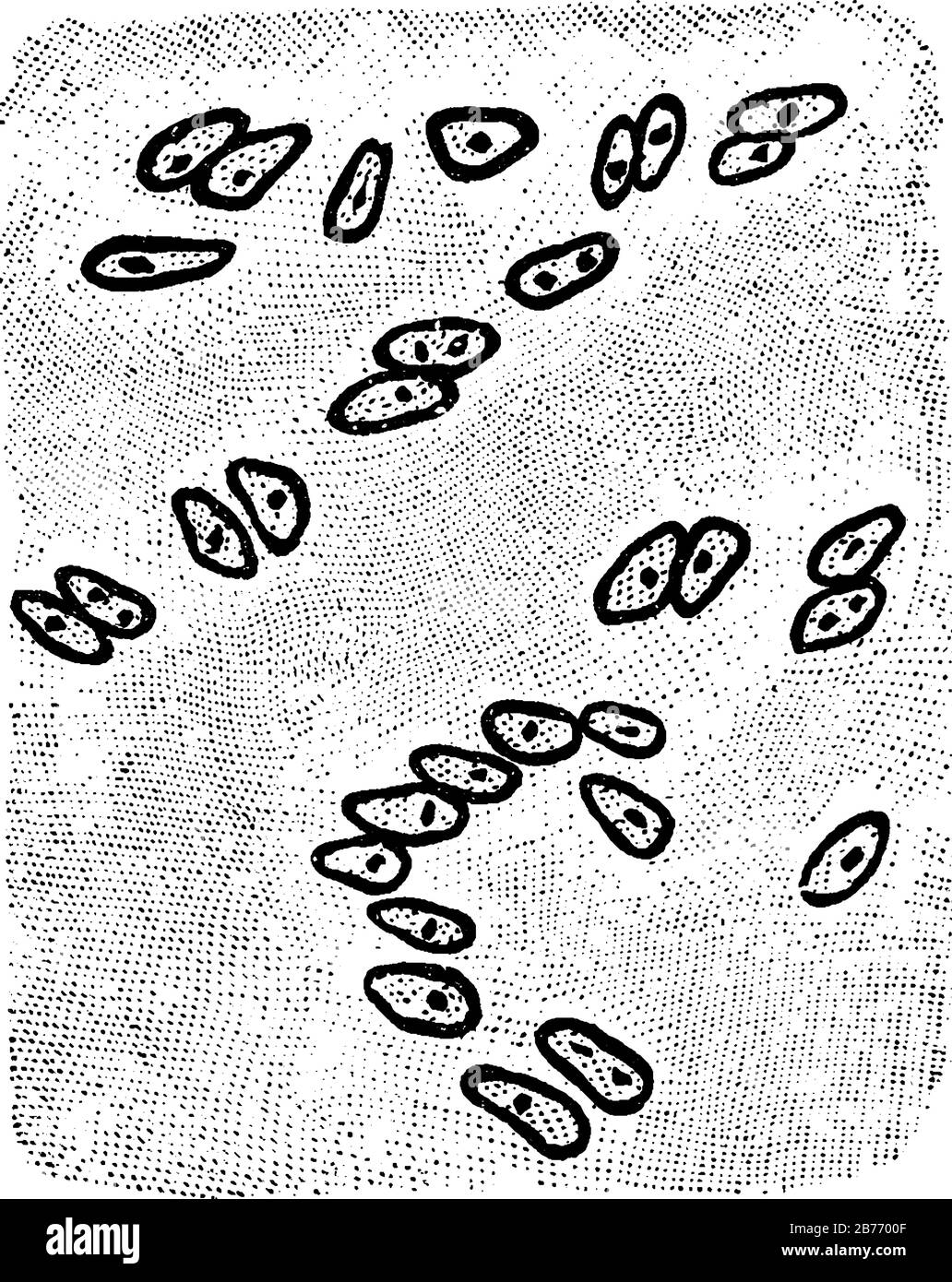 The cells of hyaline cartilage are irregular in shape, grouped together and are enclosed singly or in pairs in a capsule of hyaline substance, vintage Stock Vector