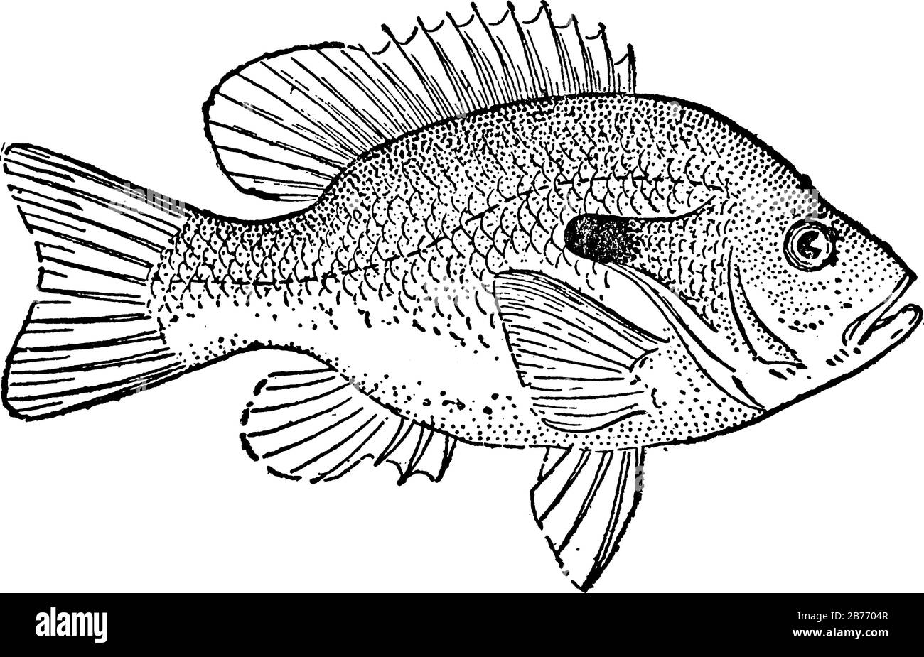 Small in size in North America, the sunfish is Native on the east coast and is red or orange in color. The oceanic variety is several feet in length, Stock Vector