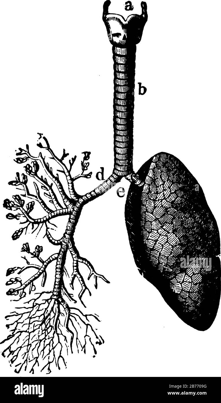 Dissected lung hi-res stock photography and images - Alamy