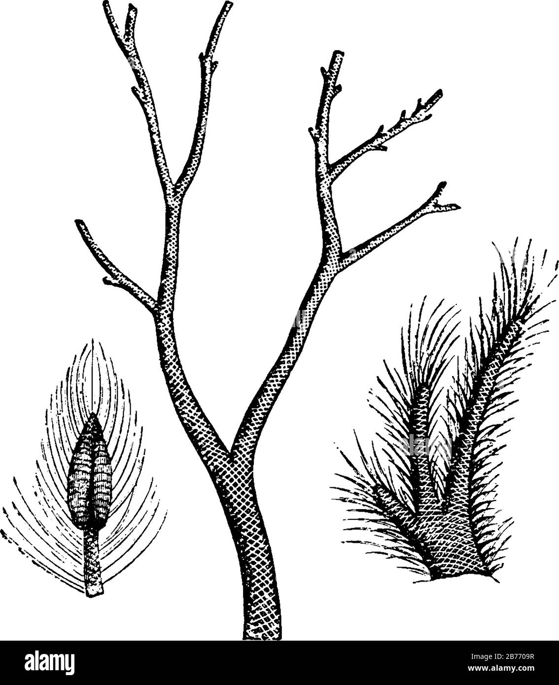 An extinct genus of primitive, vascular, tree-like plants, part of the coal forest flora; represents branches, and fruit (Lepidostrobus) of Lepidodend Stock Vector