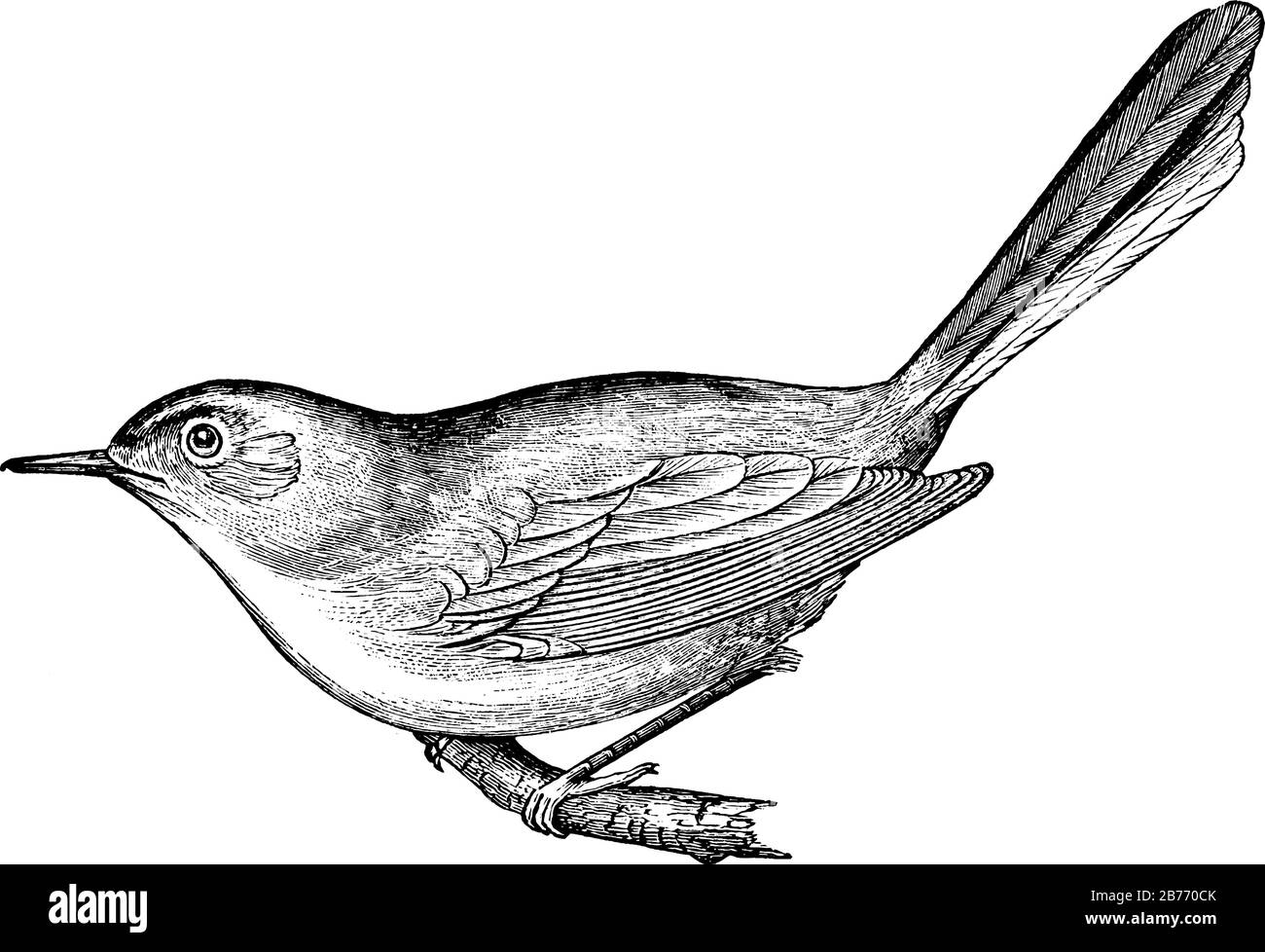 The Blue-Gray Gnatcatcher, a very small songbird that have a slender dark bill, a long black tail edged in white and a white eye ring, vintage line dr Stock Vector