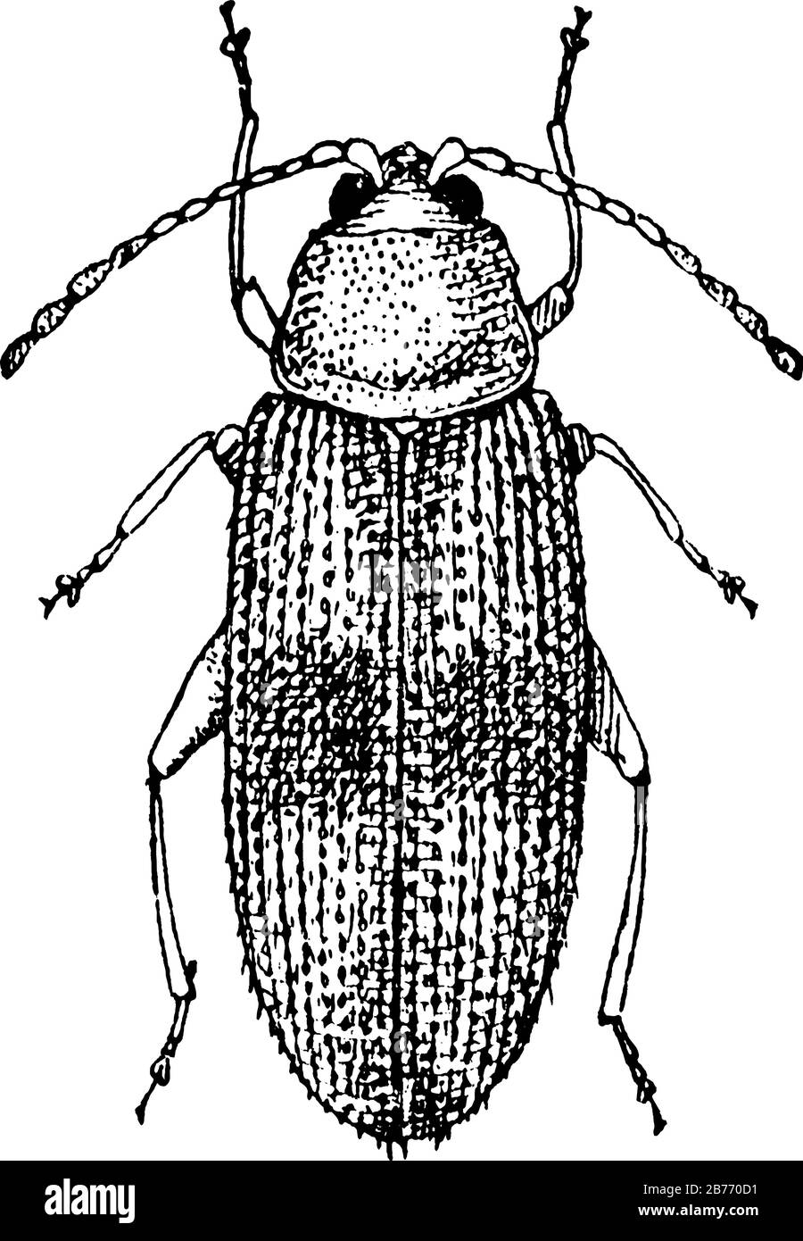 Beetles form the order Coleoptera and the front pair of its wings are hardened into wing-cases, elytra. Shown here is the adult beetle, vintage line d Stock Vector