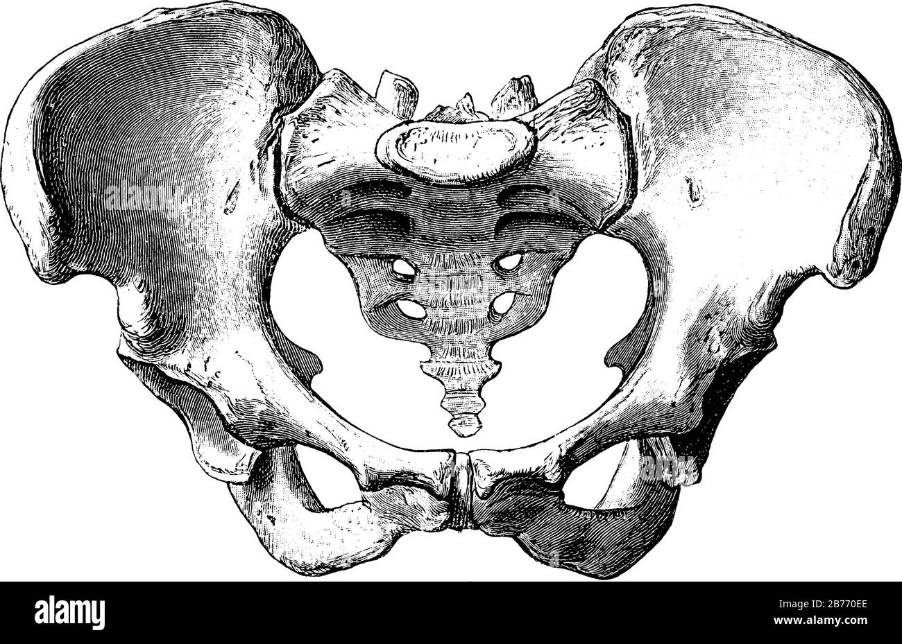 Female Pelvis, it is a basin-shaped complex of bones that connects the trunk and the legs, its primary role is to support the weight of the upper body Stock Vector