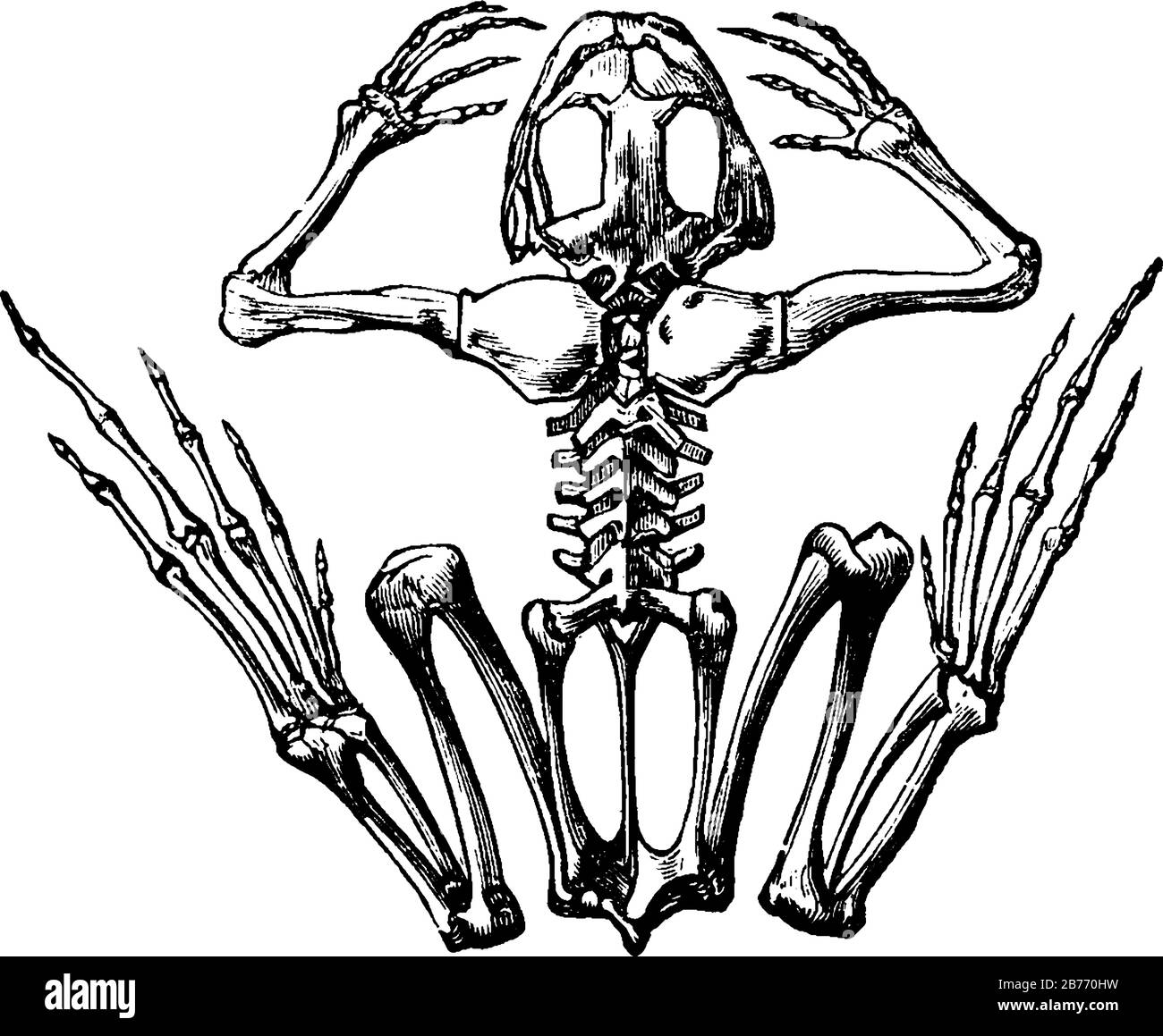 The skeleton of a frog. Frogs are carnivorous group of short-bodied, tailless amphibians of the order Anura produce a wide range of vocalizations, vin Stock Vector