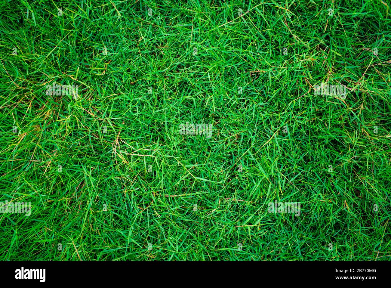 Green Fresh Nature Grass Texture Top View Background Stock Photo Alamy