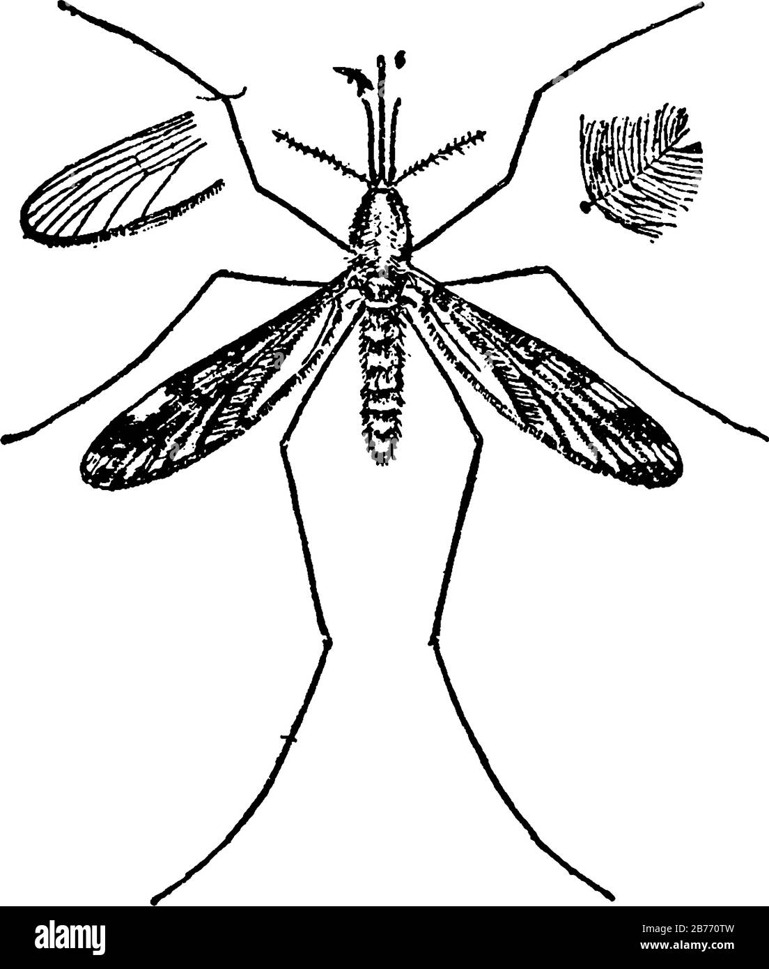 Adult harmless mosquito with a skinny, segmented body, a pair of wings, three pairs of long hair-like legs, feathery antennae, and elongated mouthpart Stock Vector