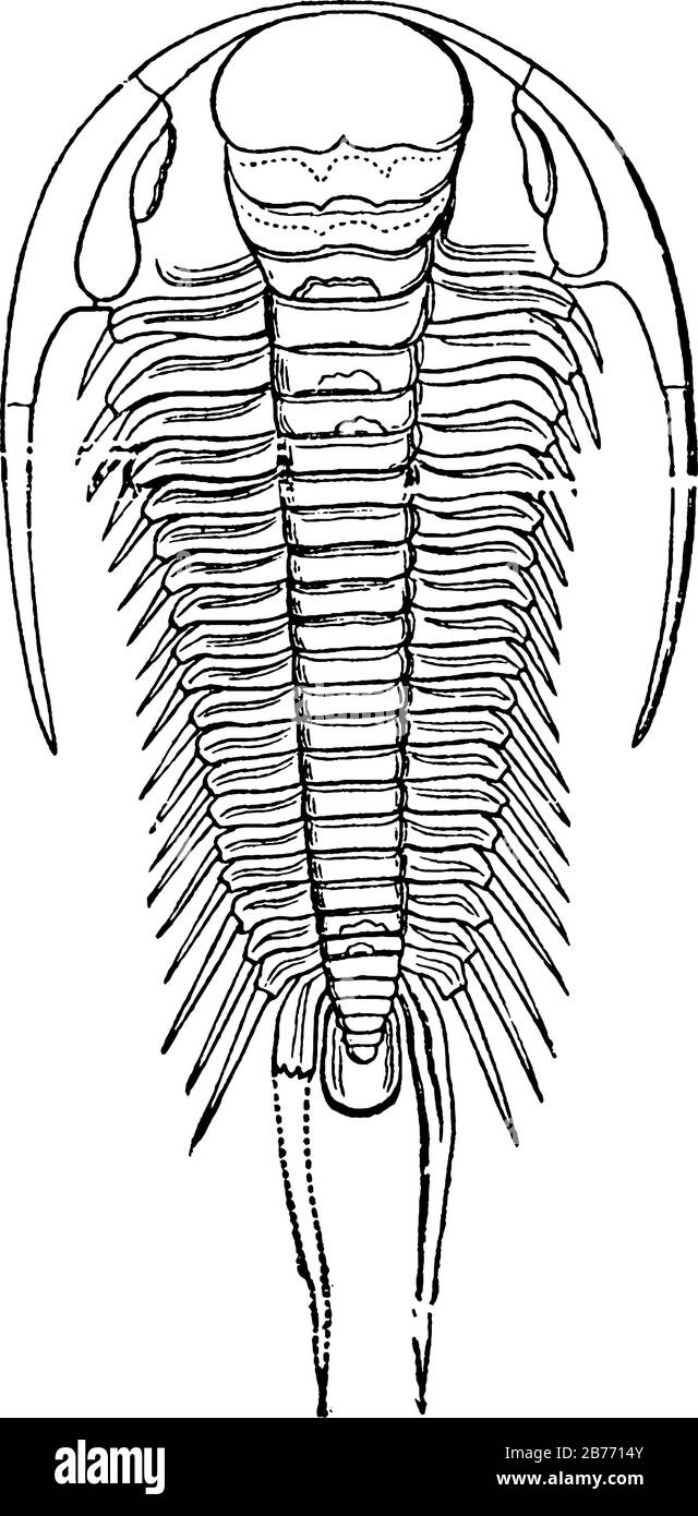 Trilobite (Paradoxides Bohemicus), of the Cambrian period, with a semi-circular head, free cheeks ending with a long, narrow and recurved spine, vinta Stock Vector