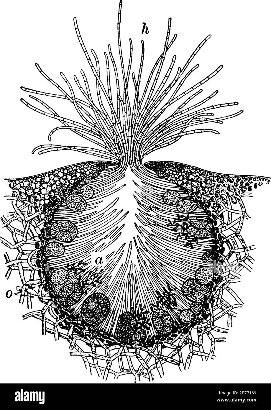 A typical representation of the transverse section of conceptacle of a rockweed (Fucus platycarpus), parts, h, hairs; a, antheridia; o, oogonia, vinta Stock Vector