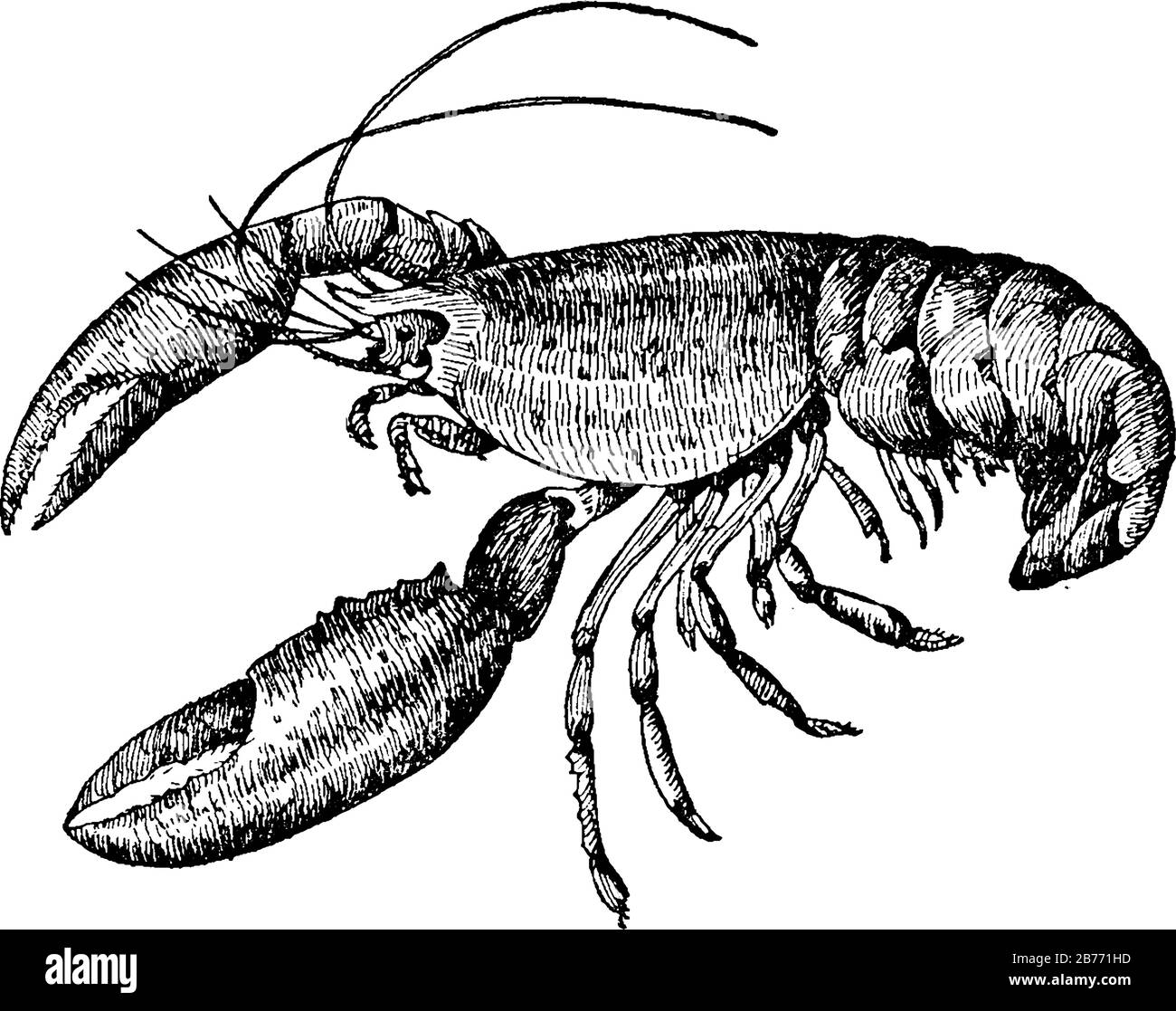 A crustacean has long bodies with muscular tails, and live in crevices or burrows on the sea floor, three of their five pairs of legs have claws, vint Stock Vector