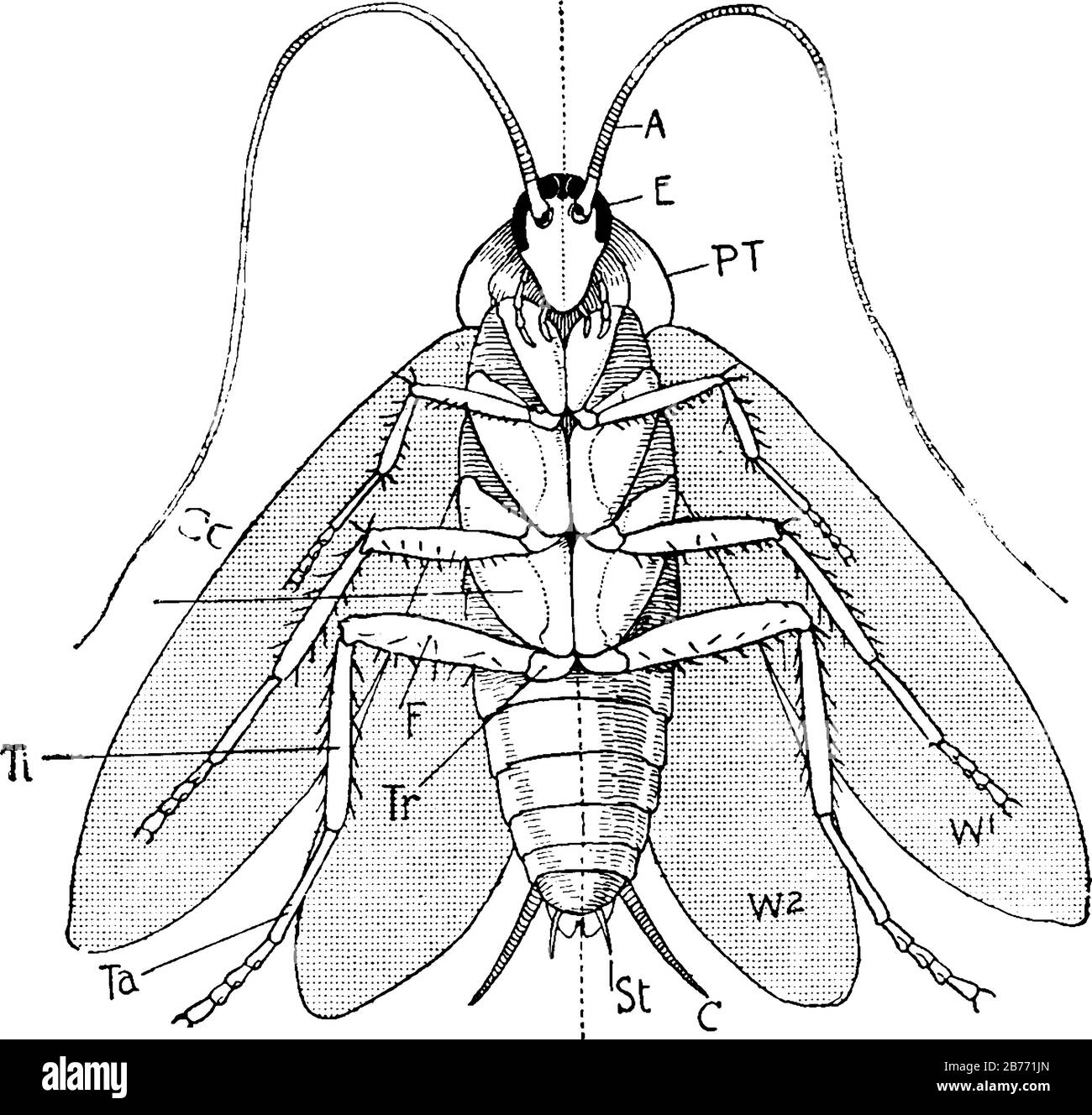 Labels: A, antennae; E, eye; P.T, prothorax; W1, first pair of wings; W2, second pair of wings; C, cercus; St, style; Co, coxa; Tr, trochanter; and ot Stock Vector