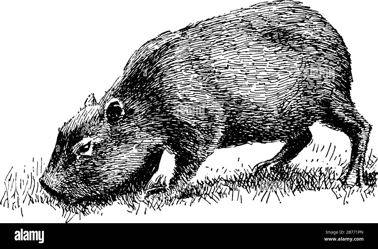 Largest rodents with a heavy, barrel-shaped body and short head, with reddish-brown fur on the upper part of its body that turns yellowish-brown lower Stock Vector