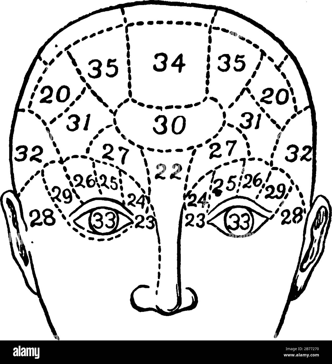 Phrenology is a psychological theory that the shape and bumps on a person's head can tell what mental powers and sentiments the person uses the most. Stock Vector