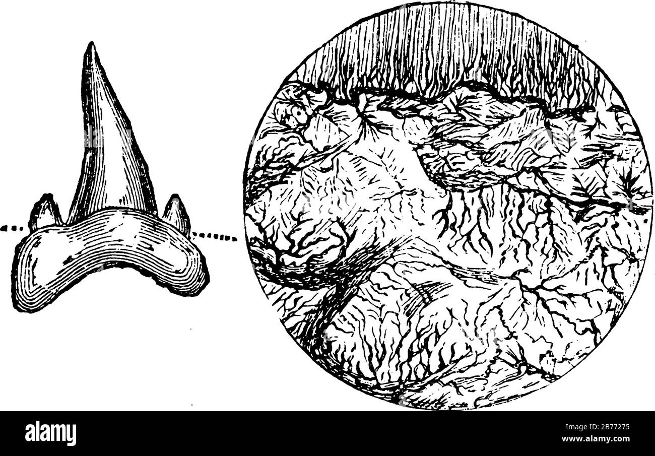 A typical representation of fossil Oolitic fish section of tooth, magnified; cone-shaped. Oolitic, an early term for Jurassic, a geological period, vi Stock Vector