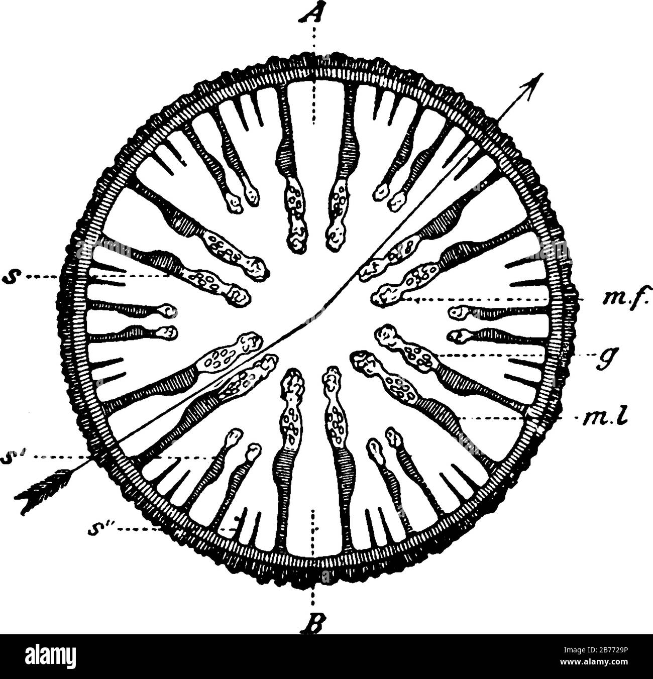 Labels: mf, mesenteric filaments; g, genital organs; ml, longitudinal muscles; s, primary septum; s', secondary septum and s'', tertiary septum, vinta Stock Vector