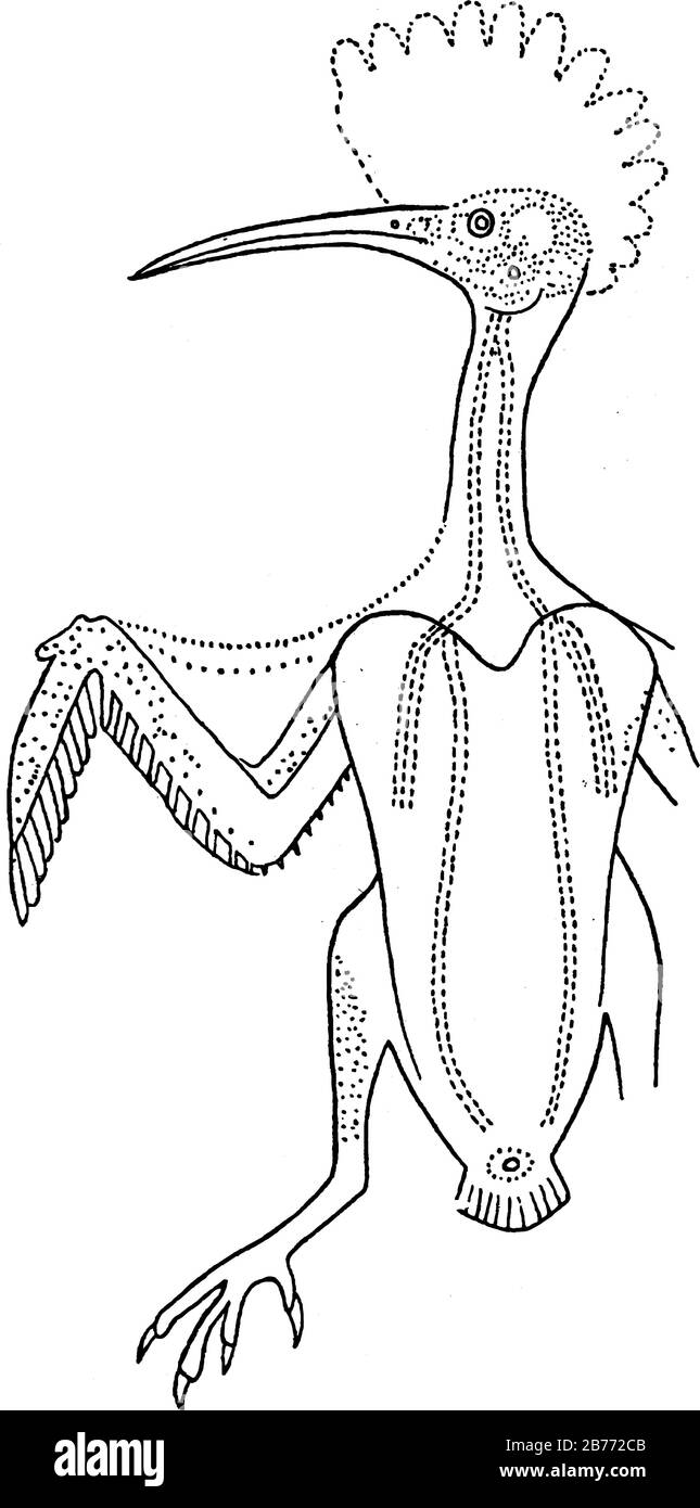 Diagram showing the tracts where the principal growth of feathers occurs (Upupa epops). The dotted areas represent the pteryla, vintage line drawing o Stock Vector