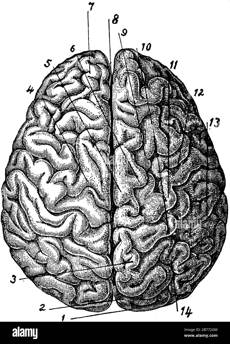 This is the top view of the brain which also consists of different parts. Brain is the most complex organ in all living beings. Different parts of bra Stock Vector